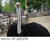 African ostrich, Masai ostrich, stretched out its neck. The largest of the modern birds. Struthio camelus, a ratite flightless bird of the Struthionidae ostrich family. Стоковое фото, фотограф Юлия Петровская / Фотобанк Лори