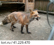 A sobbing fox with black legs and big ears in a zoo or menagerie. The animal is looking forward. Buildings and cells in the background. Everyday zoo. Стоковое фото, фотограф Юлия Петровская / Фотобанк Лори