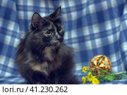 Black with red fluffy cat on a blue. Стоковое фото, фотограф Анна Кривицкая / Фотобанк Лори