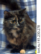 Black with red fluffy cat on a blue. Стоковое фото, фотограф Анна Кривицкая / Фотобанк Лори