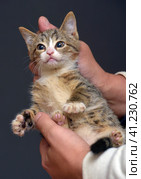 Punished tabby kitten is held by the scruff of the neck. Стоковое фото, фотограф Анна Кривицкая / Фотобанк Лори