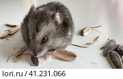 A small grey and black Dzungar hamster eats sunflower seeds on a white table. concept of food for domestic rodents. Стоковое видео, видеограф Ирина Михайличенко / Фотобанк Лори