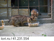 Hungry homeless kittens eat. Стоковое фото, фотограф Анна Кривицкая / Фотобанк Лори