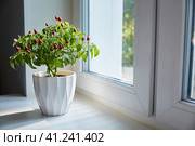 Room pepper on the windowsill. Homemade grows organic products on the windowsill of the house. Taking care of yourself and your health. Стоковое фото, фотограф Кутина Татьяна / Фотобанк Лори
