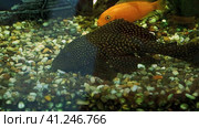Beautiful aquarium fish swim in the aquarium with sea water.  красивые аквариумные рыбки плавают в аквариуме с морской водой. Стоковое видео, видеограф Egor Sarantstv / Фотобанк Лори