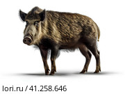 Кабан (вепрь, Sus scrofa). Generative AI. Стоковое AI-изображение, AI-художник Щеголева Ольга / Фотобанк Лори