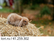 Fluffy fox rabbit sits on golden hay. Стоковое фото, фотограф Ольга Сейфутдинова / Фотобанк Лори