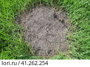 Ordinary ants on an anthill. Стоковое фото, фотограф Леонид Еремейчук / Фотобанк Лори