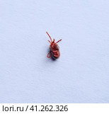 Red velvet mite on white sheet of paper. Macro shooting of velvet plaster mite. Стоковое фото, фотограф Леонид Еремейчук / Фотобанк Лори