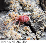 mite. A red velvet mite creeps along the soil. Стоковое фото, фотограф Леонид Еремейчук / Фотобанк Лори
