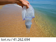 Jellyfish Rhizostoma root rope, thrown to the shore of the sea. Dead jellyfish. Jellyfish in the hand of a man. Стоковое фото, фотограф Леонид Еремейчук / Фотобанк Лори