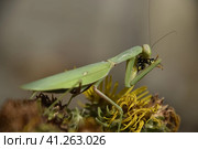 The female praying mantis devouring wasp. Стоковое фото, фотограф Леонид Еремейчук / Фотобанк Лори