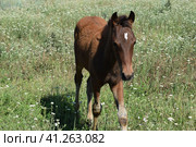 The grazed horse. Стоковое фото, фотограф Леонид Еремейчук / Фотобанк Лори
