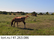 The grazed horses. Стоковое фото, фотограф Леонид Еремейчук / Фотобанк Лори