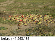 Heaps of rotting watermelons. Peel of melon. An abandoned field of watermelons and melons. Rotten watermelons. Remains of the harvest of melons. Rotting vegetables on the field. Стоковое фото, фотограф Леонид Еремейчук / Фотобанк Лори