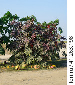 Large bushes of Ricinus. A plant from which castor oil is made. Стоковое фото, фотограф Леонид Еремейчук / Фотобанк Лори