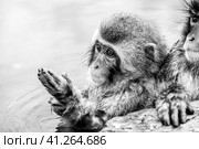 Snow monkey (Macaca fuscata) from Jigokudani Monkey Park in Japan, Nagano Prefecture. Cute Japanese macaque sitting in a hot spring. (2010 год). Стоковое фото, фотограф VittoriaChe / Фотобанк Лори