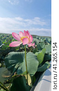Lotus in the Akhtanizovsky estuary, Sea of Azov. Стоковое фото, фотограф Анна Кривицкая / Фотобанк Лори