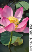 Lotus in the Akhtanizovsky estuary, Sea of Azov. Стоковое фото, фотограф Анна Кривицкая / Фотобанк Лори