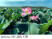 Lotus in the Akhtanizovsky estuary, Sea of Azov. Стоковое фото, фотограф Анна Кривицкая / Фотобанк Лори