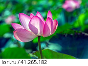 Lotus in the Akhtanizovsky estuary, Sea of Azov. Стоковое фото, фотограф Анна Кривицкая / Фотобанк Лори