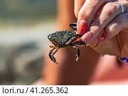 Краб маленький в руках женских, на чёрном море. Стоковое фото, фотограф Анна Иванова / Фотобанк Лори