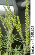Annual ragweed, Common ragweed, Bitter-weed, Hog-weed, Roman wormwood (Ambrosia artemisiifolia), blooming, Стоковое фото, фотограф Анна Кривицкая / Фотобанк Лори
