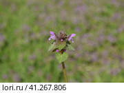 Lamium purpureum blooming in the garden. Стоковое фото, фотограф Леонид Еремейчук / Фотобанк Лори