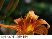 Lanceolate lily of orange color. Стоковое фото, фотограф Andrew_Swarga / Фотобанк Лори