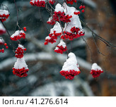 Large caps of snow remained on the rowan bunches. Snowing. Winter natural background with rowan berries. Стоковое фото, фотограф Бузмакова Светлана / Фотобанк Лори