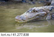 Крупный американский кайман или аллигатор лежит на поверхности воды недалеко от берега реки. Стоковое фото, фотограф Олег Елагин / Фотобанк Лори