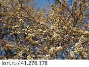 Blossoming of cherries, sweet cherries and bird cherry. Numerous beautiful fragrant white flowers on the tree. Spring white flowers are collected in long thick drooping brushes. Стоковое фото, фотограф Юлия Петровская / Фотобанк Лори