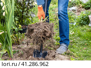 dahlia tubers just lifted for overwintering. Стоковое фото, фотограф Ольга Сейфутдинова / Фотобанк Лори