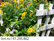 Home flower garden in the garden. Yellow flowers of the perennial plant Gaillardia aristata Maxima Aurea and lilac petunias. Стоковое фото, фотограф Коханова Наталья / Фотобанк Лори