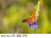 Beautiful butterfly Aglais urticae, wren Nymphalis urticae from genus Nymphalidae with black and white spots on red-orange wings on blue flower on summer sunny day. Natural blurred background. Стоковое фото, фотограф Виктория Катьянова / Фотобанк Лори