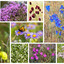 Wild flowers of Olkhon Island, Baikal Lake region and Siberia. Collage of bright summer photos of flowering plants on a sunny July day. Beautiful natural floral background. Стоковое фото, фотограф Виктория Катьянова / Фотобанк Лори