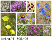Wild flowers of Olkhon Island, Baikal Lake region and Siberia. Collage of bright summer photos of flowering plants on a sunny July day. Beautiful natural floral background. Стоковое фото, фотограф Виктория Катьянова / Фотобанк Лори