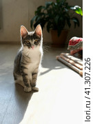 A gray cat basks in the sun in the home interior. Pet at home, bright sun in the room. Стоковое фото, фотограф Терехова Марина / Фотобанк Лори