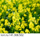 Rapeseed field. Yellow rape flowers, field landscape. Стоковое фото, фотограф Леонид Еремейчук / Фотобанк Лори