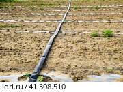 Watering system on the field of watermelons and melons. Shoots of melons and watermelons. Sown melon field. Стоковое фото, фотограф Леонид Еремейчук / Фотобанк Лори