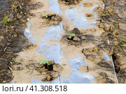Watering system on the field of watermelons and melons. Shoots of melons and watermelons. Sown melon field. Стоковое фото, фотограф Леонид Еремейчук / Фотобанк Лори