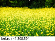 Rapeseed field. Yellow rape flowers, field landscape. Стоковое фото, фотограф Леонид Еремейчук / Фотобанк Лори