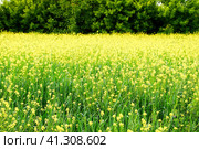 Rapeseed field. Yellow rape flowers, field landscape. Стоковое фото, фотограф Леонид Еремейчук / Фотобанк Лори