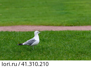 Photo of the common gull (Larus canus) or sea mew. Bird is on the lawn of Mars field in Saint Petersburg ot the autumn cloudy and rainy day. Фотография обыкновенной чайки (Larus canus) или морского гуся. Птица на лужайке Марсова поля в Санкт-Петербурге осенним пасмурным и дождливым днем. Стоковое фото, фотограф Дмитрий Березнев / Фотобанк Лори