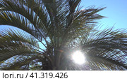 Top of the palm tree against the blue sky. Long graceful leaves flutter in the breeze. The rainbow rays of the sun penetrate through the openwork foliage. Endless summer. Стоковое видео, видеограф Вера Ивановна Кубарева / Фотобанк Лори