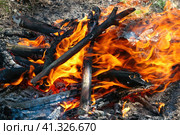 Burning firewood and coals of a fire close up. Стоковое фото, фотограф Сергей Бочаров / Фотобанк Лори