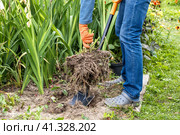 dahlia tubers just lifted for overwintering. Стоковое фото, фотограф Ольга Сейфутдинова / Фотобанк Лори