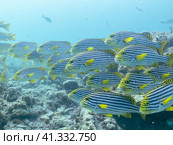 Flock of small exotic fishes in the depths of the Indian ocean, Maldive islands. Стоковое фото, фотограф VittoriaChe / Фотобанк Лори