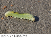 The large birch sawfly, or birch leaf–gnawer (Lat. Cimbex femoratus). The larva is very similar to a butterfly caterpillar (false caterpillar). It feeds exclusively on birch leaves. Стоковое фото, фотограф Андрей Жигальцов / Фотобанк Лори
