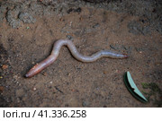 An earthworm crawls on dry ground. Стоковое фото, фотограф Andrew_Swarga / Фотобанк Лори